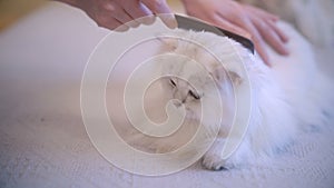 Cat lying and enjoying while being brushed, woman combing fur of snow white cat