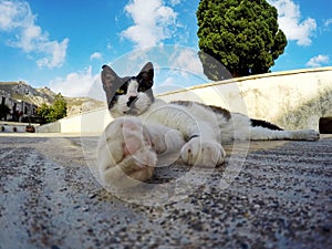 a cat lying on the floor