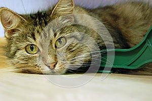 Cat lying on the floor, close up