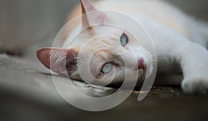 Cat lying on the floor, looking to camera