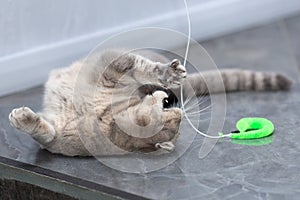 The cat is lying on the floor and playing with a toy on a thread.