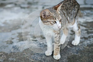 Cat in front of a house in the countryside