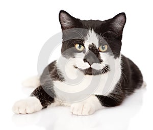 Cat lying in front and looking at camera. isolated