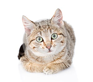Cat lying in front and looking at camera. isolated on white