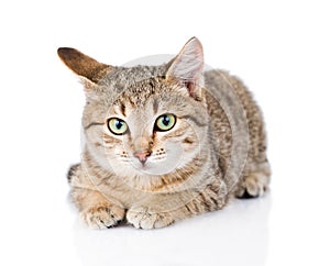Cat lying in front and looking at camera. isolated on white