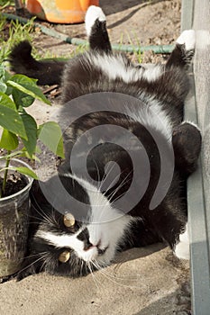 Cat lying in garden