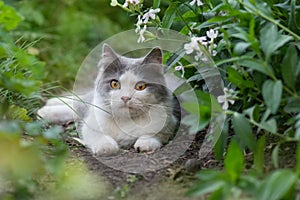 Cat lying in the garden against a background of roses in flower garden. Pretty happy cat in sunny flowers field