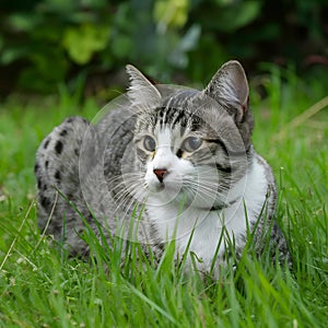 Cat lying on garden grass, enjoying a peaceful day