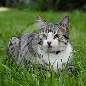 Cat lying on garden grass, enjoying a peaceful day