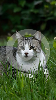 Cat lying on garden grass, enjoying a peaceful day