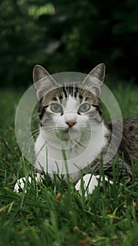 Cat lying on garden grass, enjoying a peaceful day