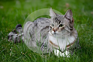 Cat lying on garden grass, enjoying a peaceful day