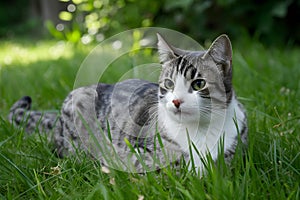 Cat lying on garden grass, enjoying a peaceful day