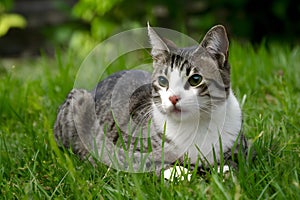 Cat lying on garden grass, enjoying a peaceful day