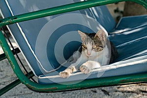 Cat lying on a garden swing