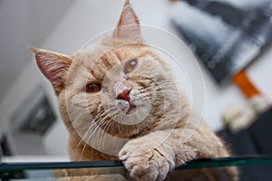 Cat is lying on the glass table