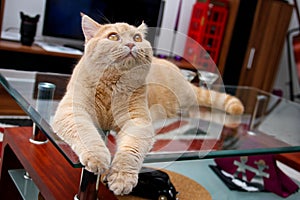 Cat is lying on the glass table