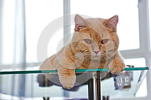 Cat is lying on the glass table