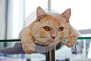 Cat is lying on the glass table
