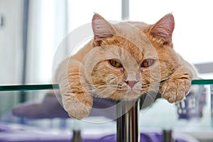 Cat is lying on the glass table
