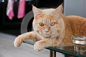 Cat is lying on the glass table