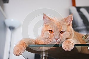 Cat is lying on the glass table