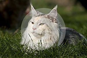 Cat lying in gras