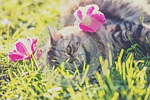 Cat lying on the grass in the garden
