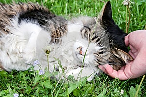 Cat lying in the grass, gets hand scratched behind the ear