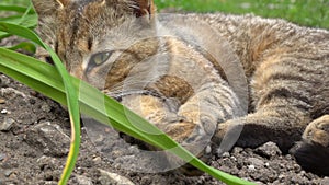 Cat lying in grass and snarl