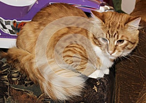 Cat are lying on the gray wood background