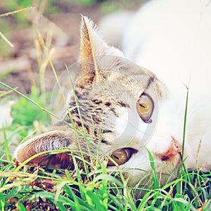 A cat lying on green grass with retro effect