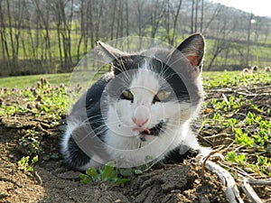 Cat Lying on the Ground