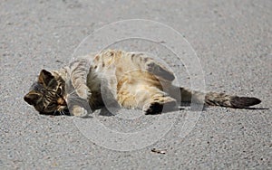 Cat is lying on its side on the asphalt