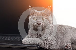 The cat is lying on the laptop . Working on a computer. Breed British. Concept of Studio shooting for articles and ads about the