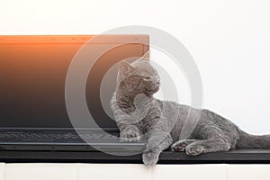 The cat is lying on the laptop . Working on a computer. Breed British. Concept of Studio shooting for articles and ads about the
