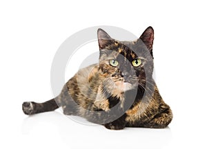 Cat lying and looking at camera. isolated on white background