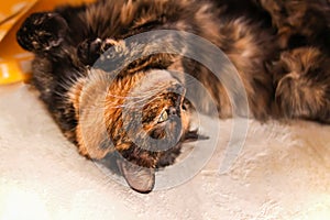 Cat lying on old rural stove