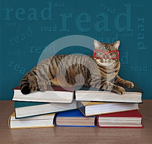 Cat lying on pile of books 3