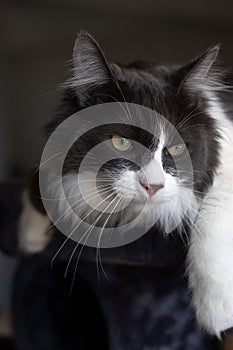 Cat lying and relaxing on cat tower. Blurred background