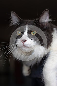 Cat lying and relaxing on cat tower. Blurred background