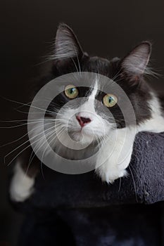 Cat lying and relaxing on cat tower. Blurred background