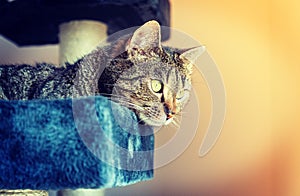 Cat lying on a scratcher looking at something, in the sunshine - Split toning photo