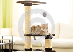 Cat lying on a scratching post, on living room background.