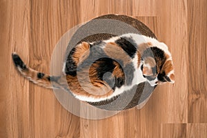 Cat is lying on a scratching post top view