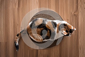 Cat is lying on a scratching post top view