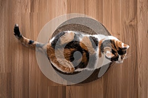 Cat is lying on a scratching post top view