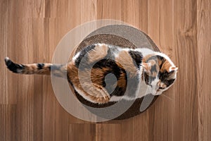 Cat is lying on a scratching post top view
