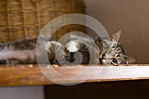 Cat lying on a shelf, resting