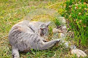 Cat lying on side on the grass looking at camera